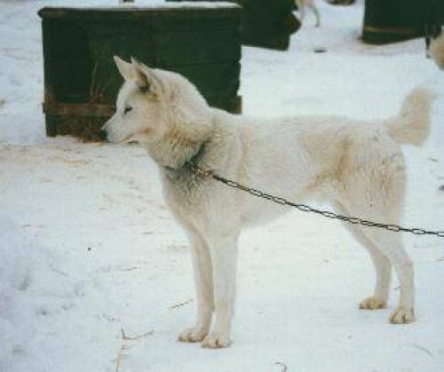 ice Dişi Sibirya Kurdu (Husky)